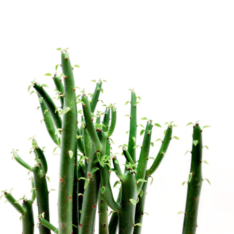 청기린 Euphorbia alluaudii