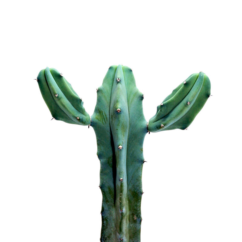 용신목  Myrtillocactus geometrizans