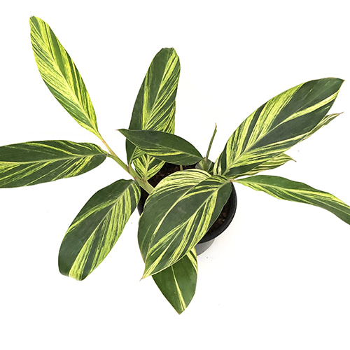 [직배송]알피니아 제럼벳 Alpinia zerumbet variegata